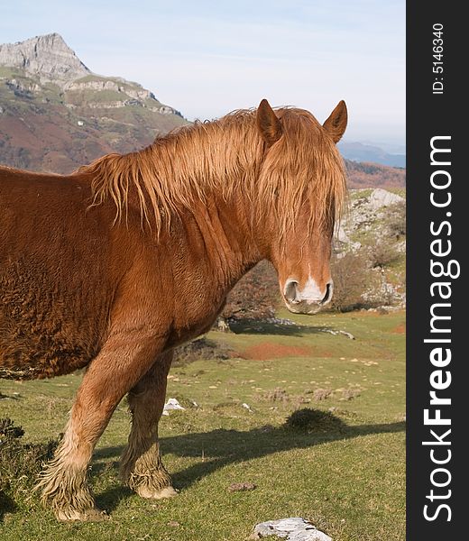 Horse portrait in the mountains of the Basque Country