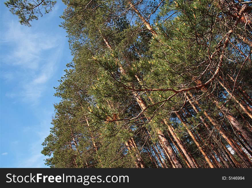 High pines in wood. Ukraine.