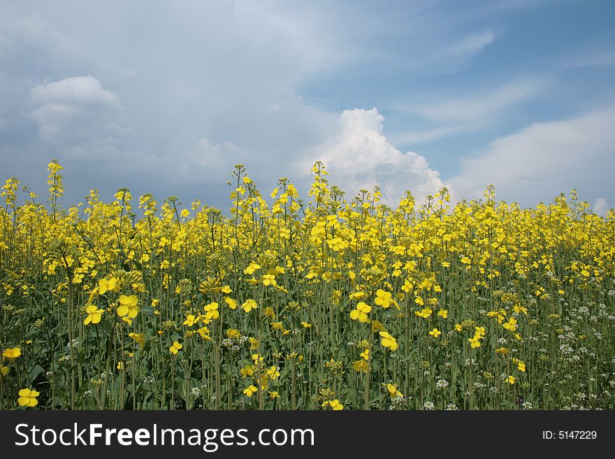 Yellow rolling landscape in spring. Yellow rolling landscape in spring