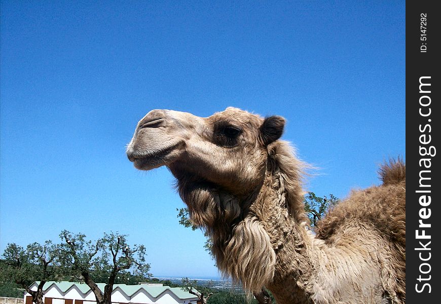 Camel's profile in the zoo of Fasano, Italy.