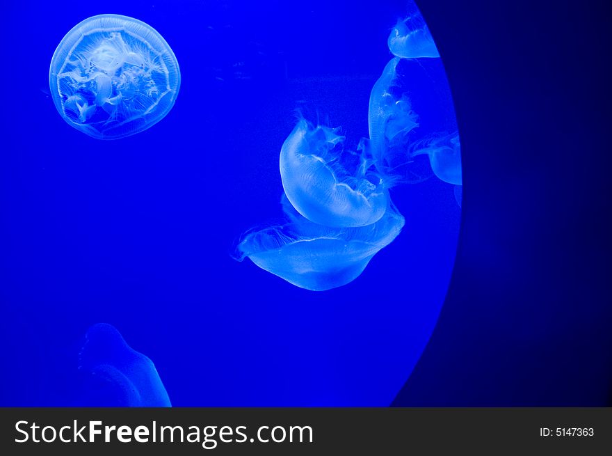 Relaxing Alien Jellyfish
