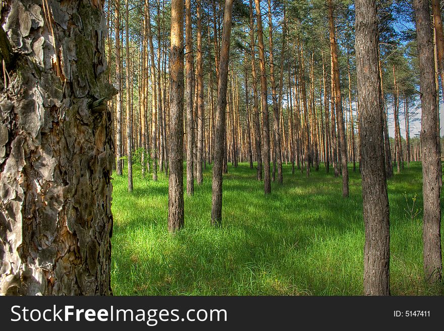 Pine wood. Ukraine. Nearby Izum. Pine wood. Ukraine. Nearby Izum.