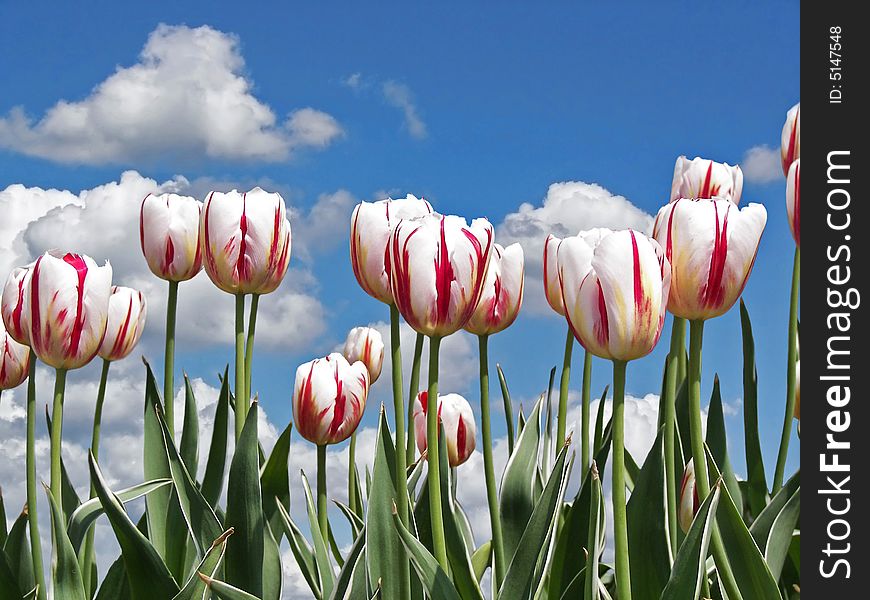 Tulips in a Dutch field. Tulips in a Dutch field.