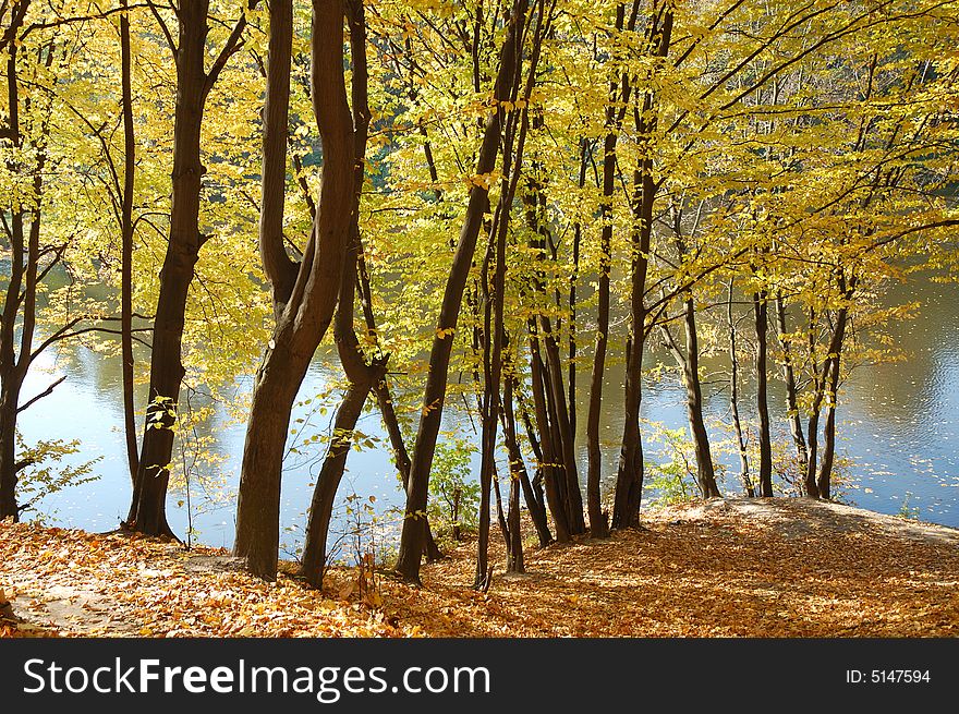 Autumn trees on the riverside . Autumn trees on the riverside .