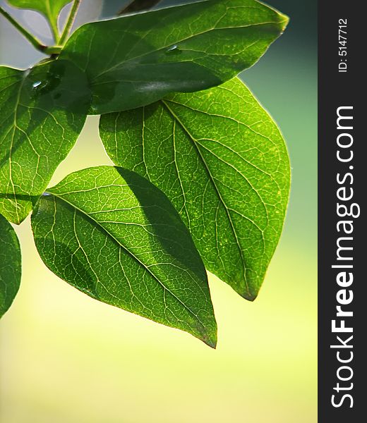 Two green backlit interlapping leaves on branch. Two green backlit interlapping leaves on branch