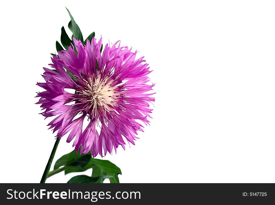 Lilac cornflower on a white background