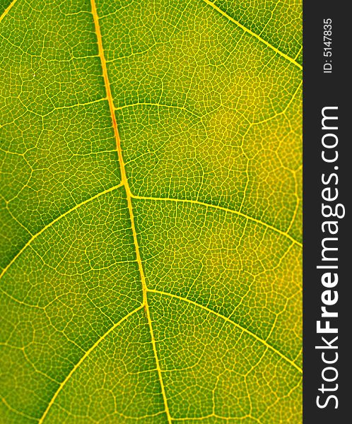 Macro shot of the veins of a green leaf. Macro shot of the veins of a green leaf.