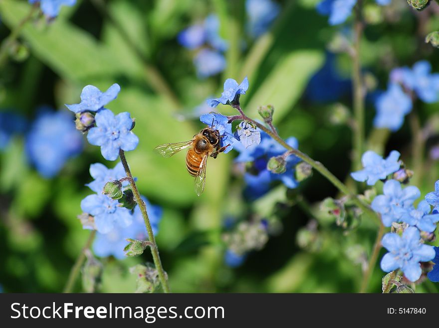 A single bee searching for nectar in a blue flower. A single bee searching for nectar in a blue flower.