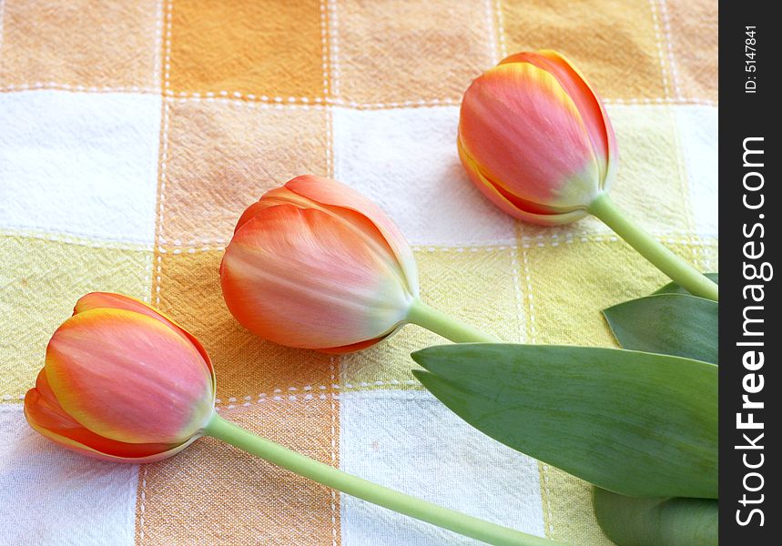 Pretty spring coral tulips on matching textile