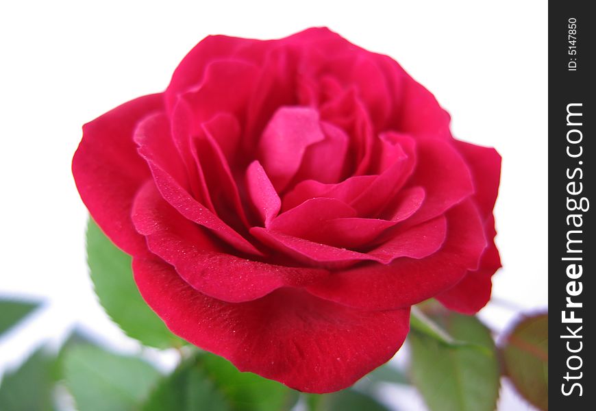 A red rose in a white background
