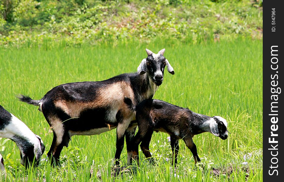 goats in the fields cambodia