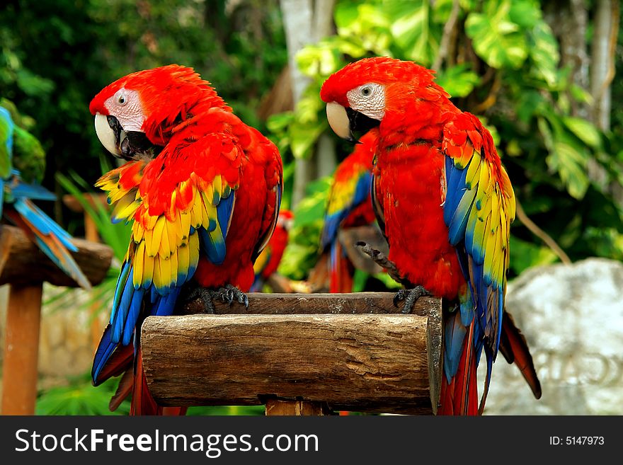 Colorful red couple of tropical birds. Colorful red couple of tropical birds