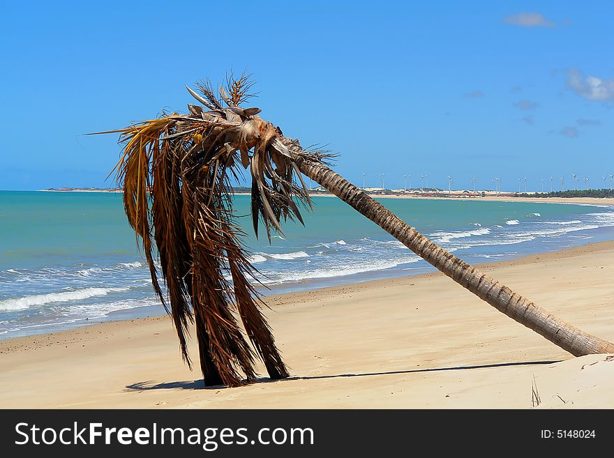 Tropical beach view with palm tree. Tropical beach view with palm tree