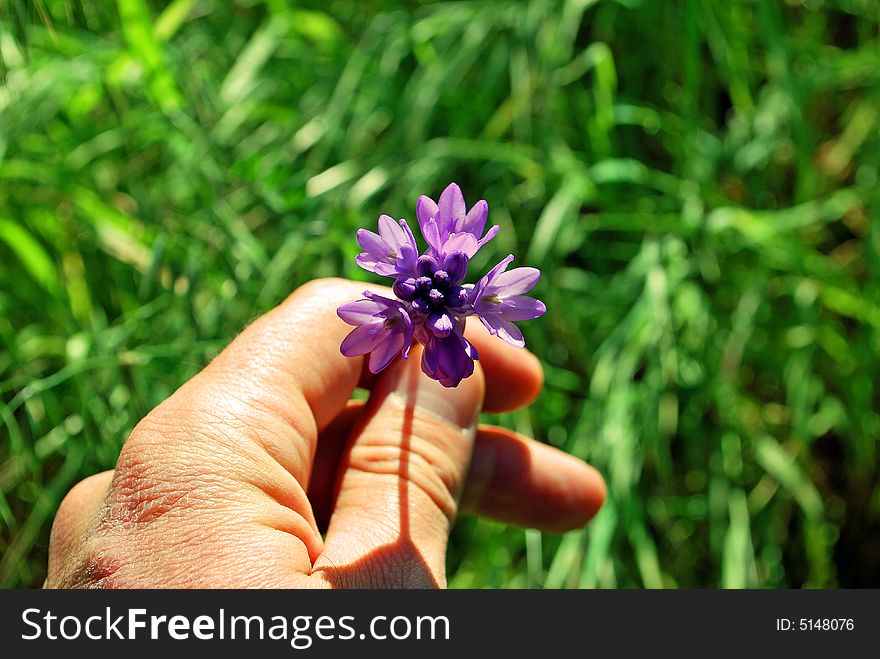 An offering of Love featuring a hand extending a flower. An offering of Love featuring a hand extending a flower