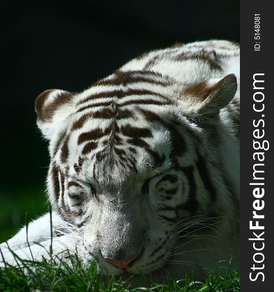 Tiger lying on the grass. Tiger lying on the grass