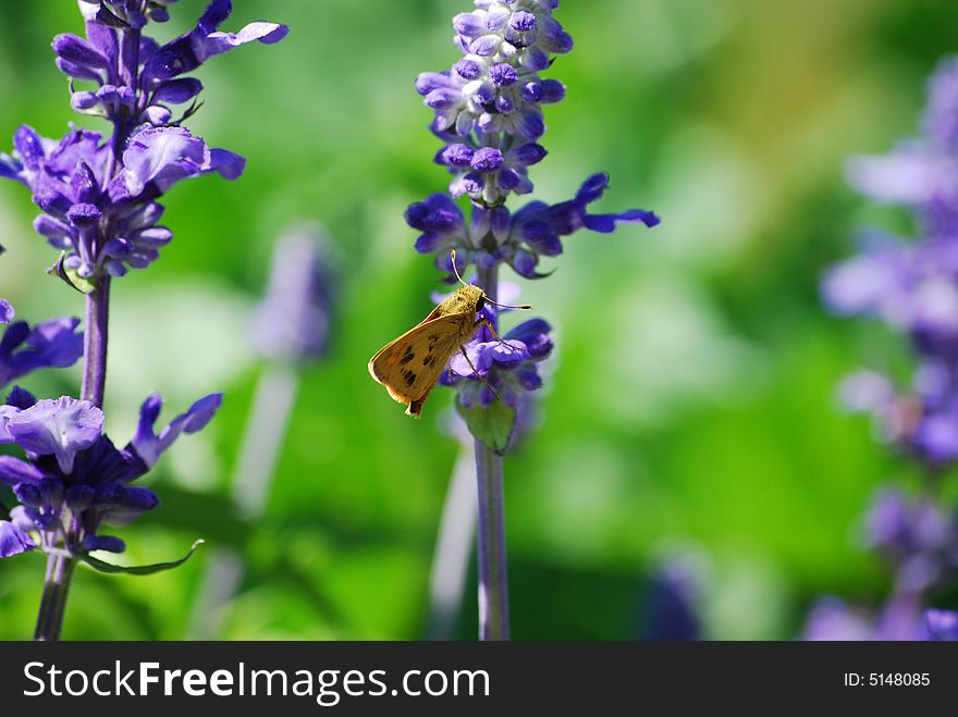 Butterfly on Purple Flower