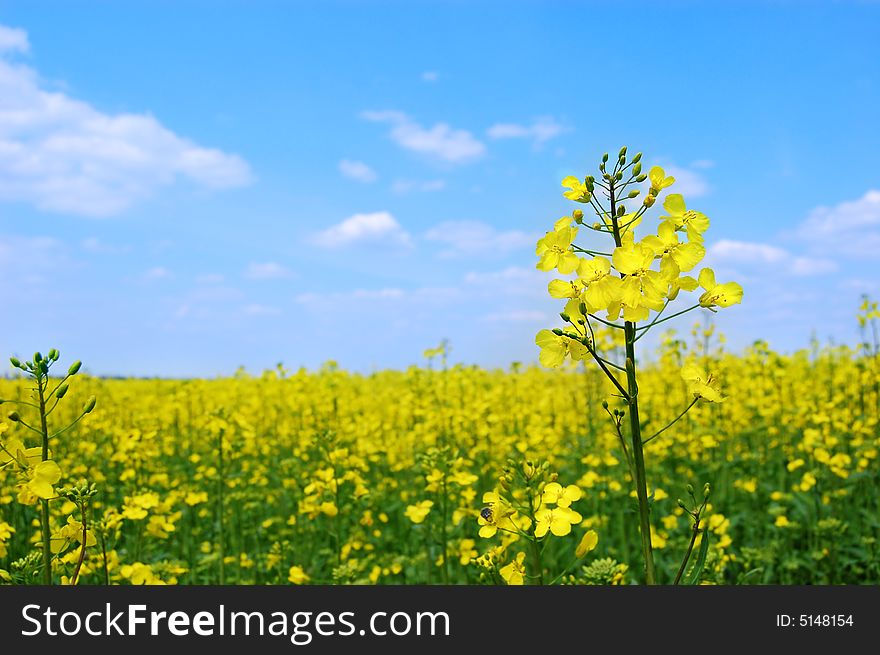 Rape oilseed flower over blooming field. Rape oilseed flower over blooming field