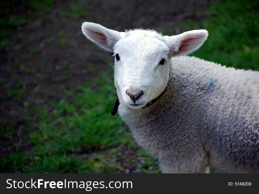 Shot of a 5 week old lamb in a field