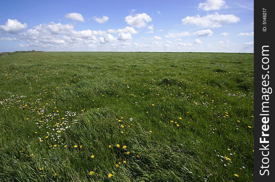 Green field with flowers, blue sky with clouds