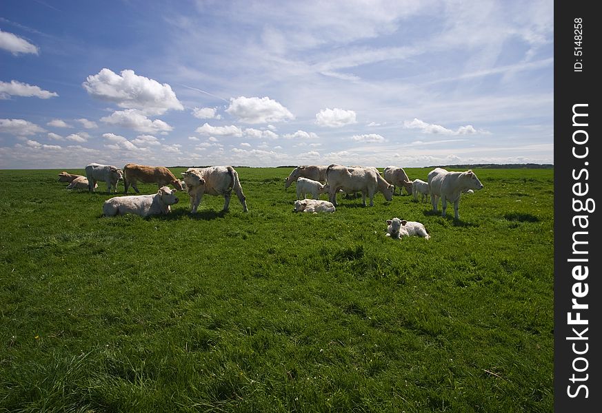The herd of cows on the green field