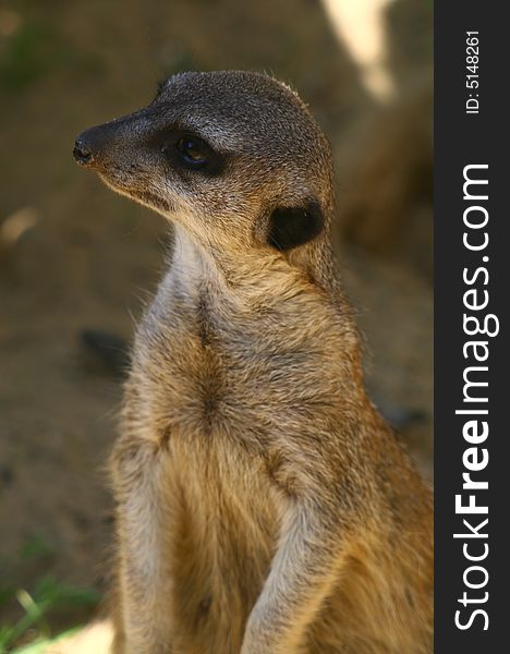 Suricata standing on its back foots in alert. Suricata standing on its back foots in alert