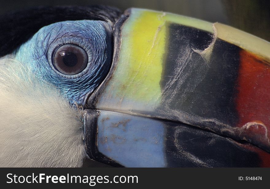 Close up of a toucan. Close up of a toucan