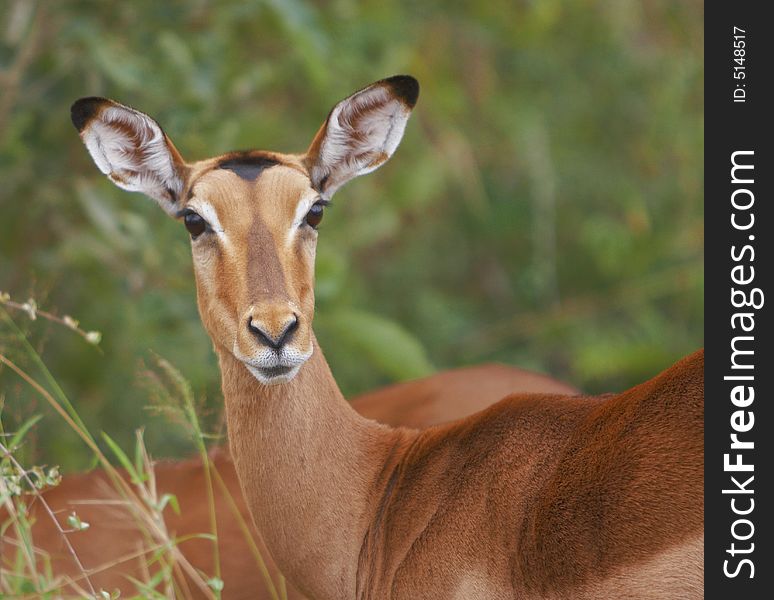 A female Impala antelope (Aepyceros melampus) look direct at camera in Kruger National Park, Africa