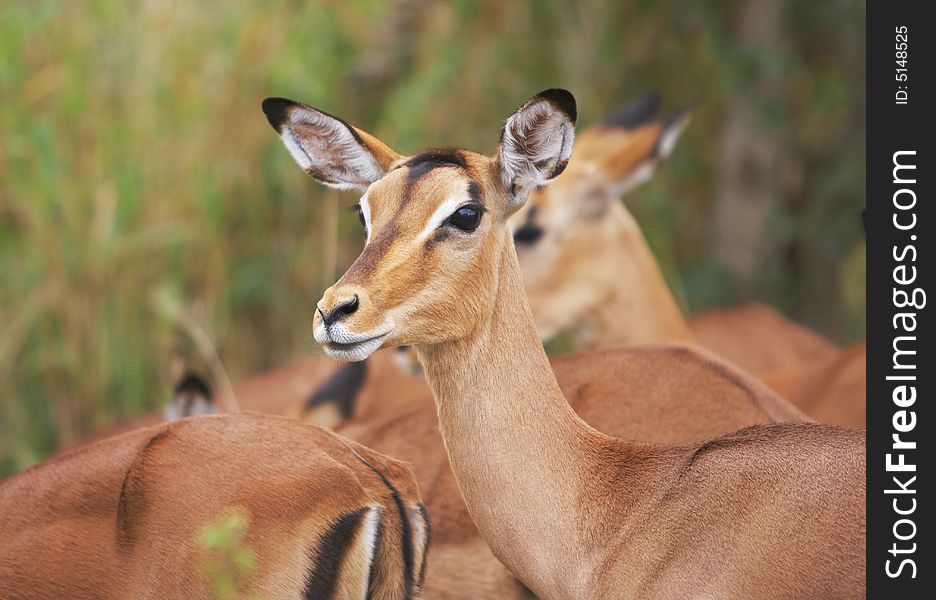A female Impala antelope (Aepyceros melampus) look direct at camera in Kruger National Park, Africa. A female Impala antelope (Aepyceros melampus) look direct at camera in Kruger National Park, Africa