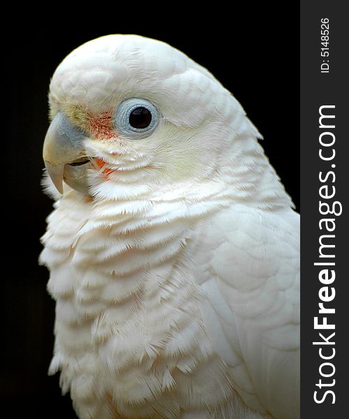 Portrait of a cockatoo bird