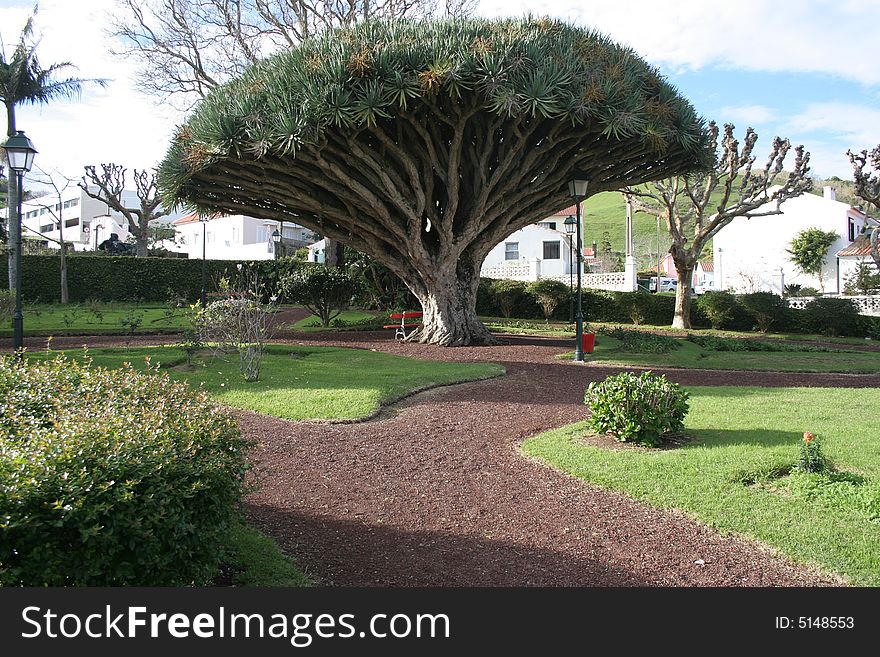Dragon tree photo taken on horta city garden