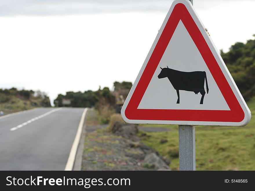 Beware The Cows