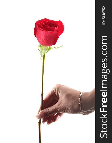 Woman Hand with a Red Rose isolated on white background. Woman Hand with a Red Rose isolated on white background