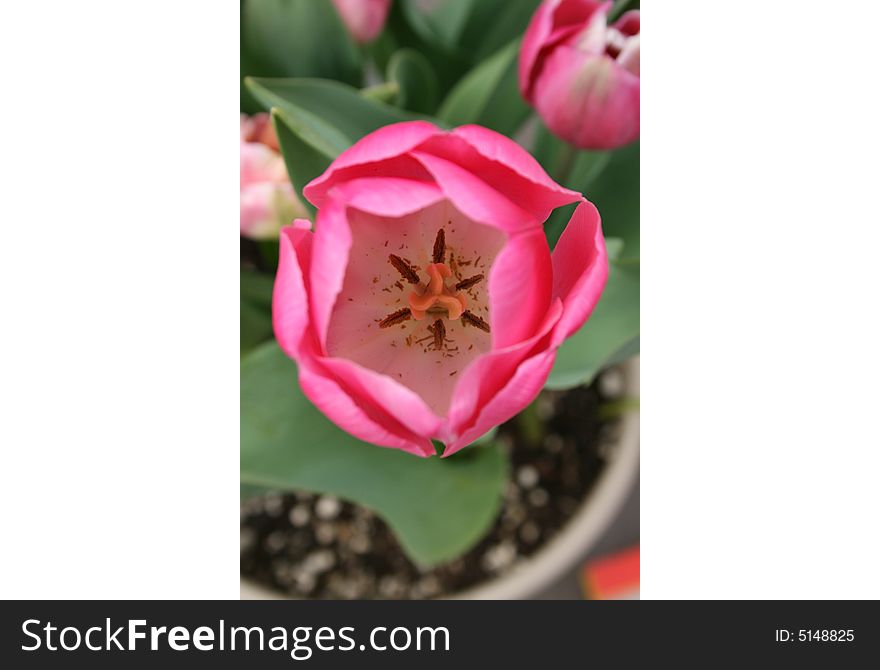 Pink tulip flower