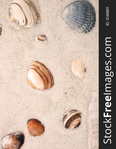 Sea shells on a beach