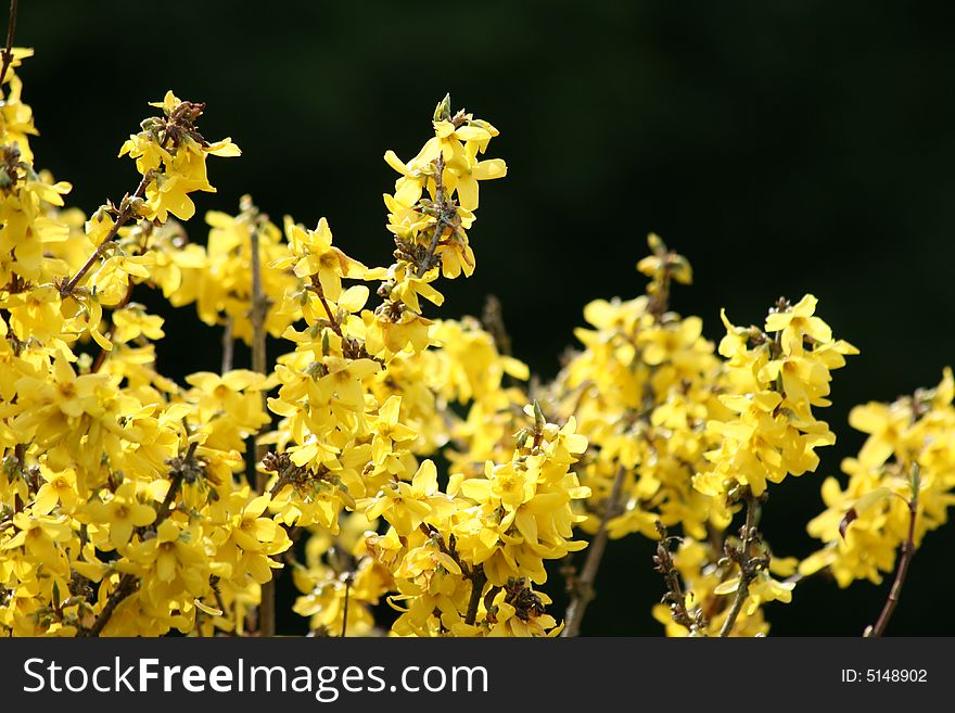 Yellow spring bloom flowering tree