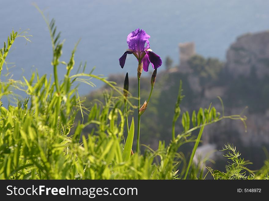 Single irse flower in mountains