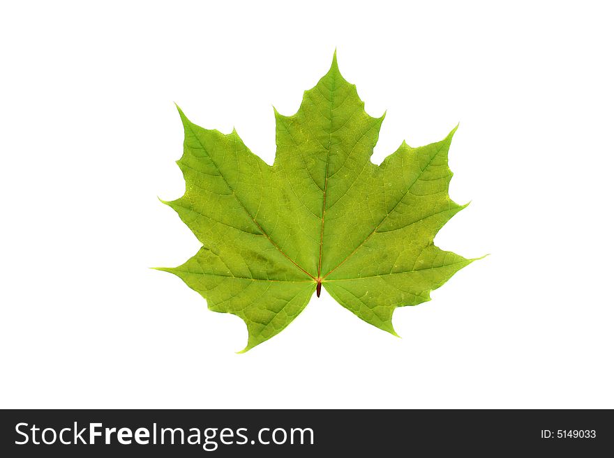 A green maple leaf isolated on white