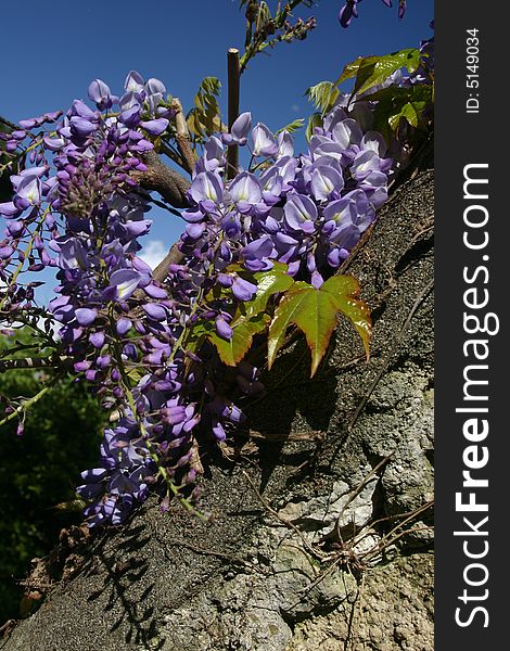 Wisteria with lilac pendent clusters growing against a
