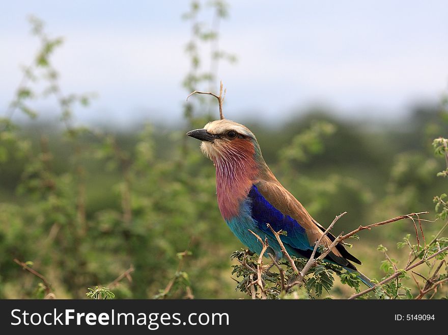 Lilac brested roller in serengeti national park tanzania