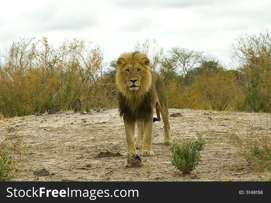Big lion boy - South Africa