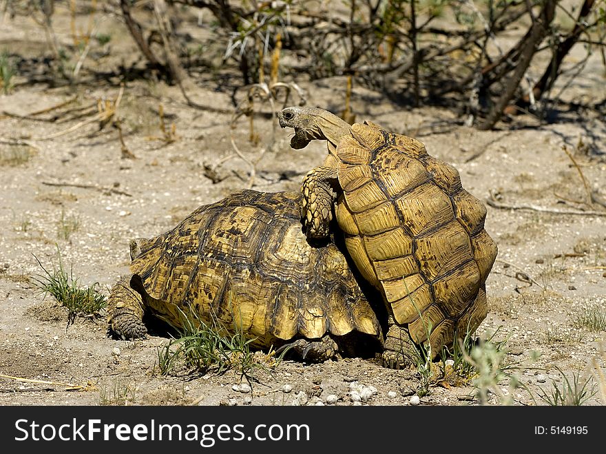 Copulating tortoises - KNP - South Africa