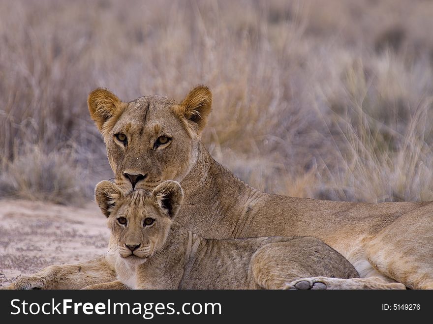 Lion mother with child - South Africa. Lion mother with child - South Africa