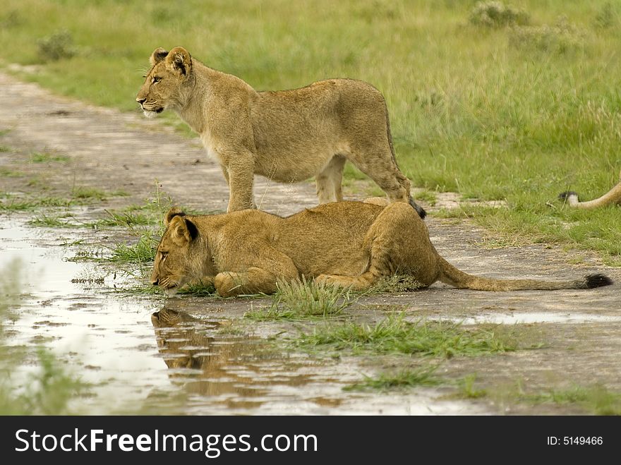 Two lions near to the water - South Africa