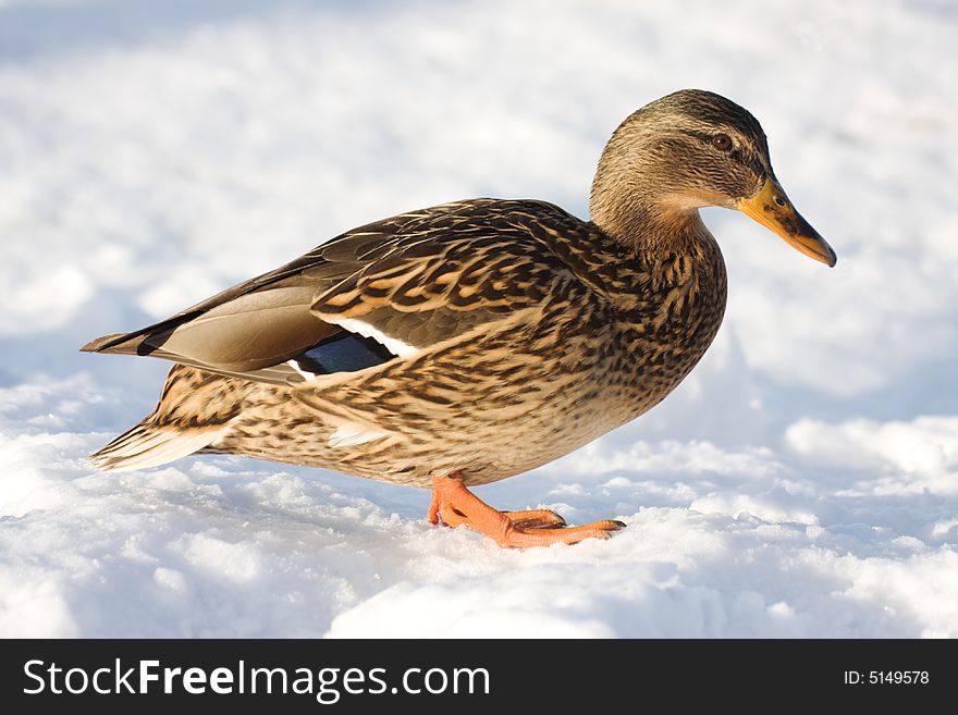 A female duck walking in snow. Latin name - Anas platyrhynchos