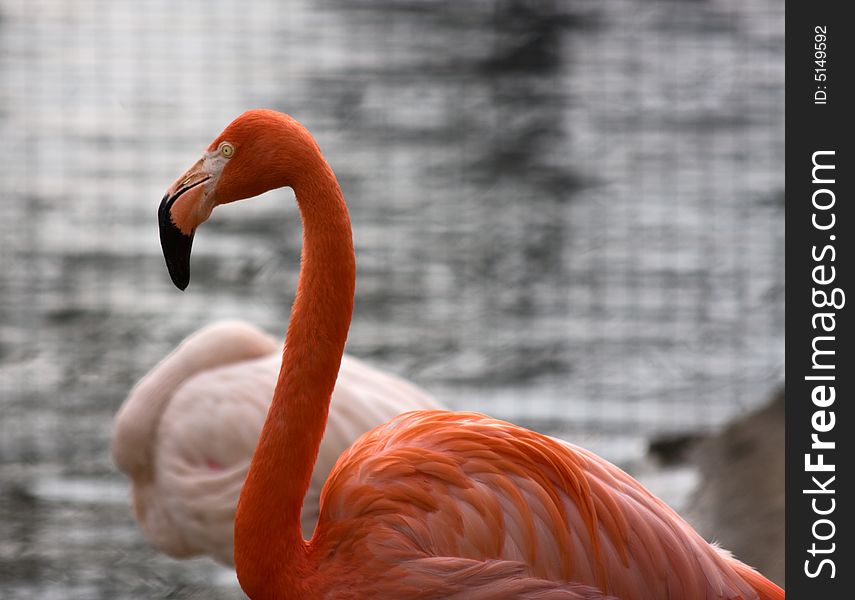 Flamingo (Phoenicopterus) standing in Moscow zoo.
