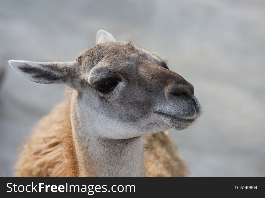 Portrait of llama guanaco (Lama guanicoe)