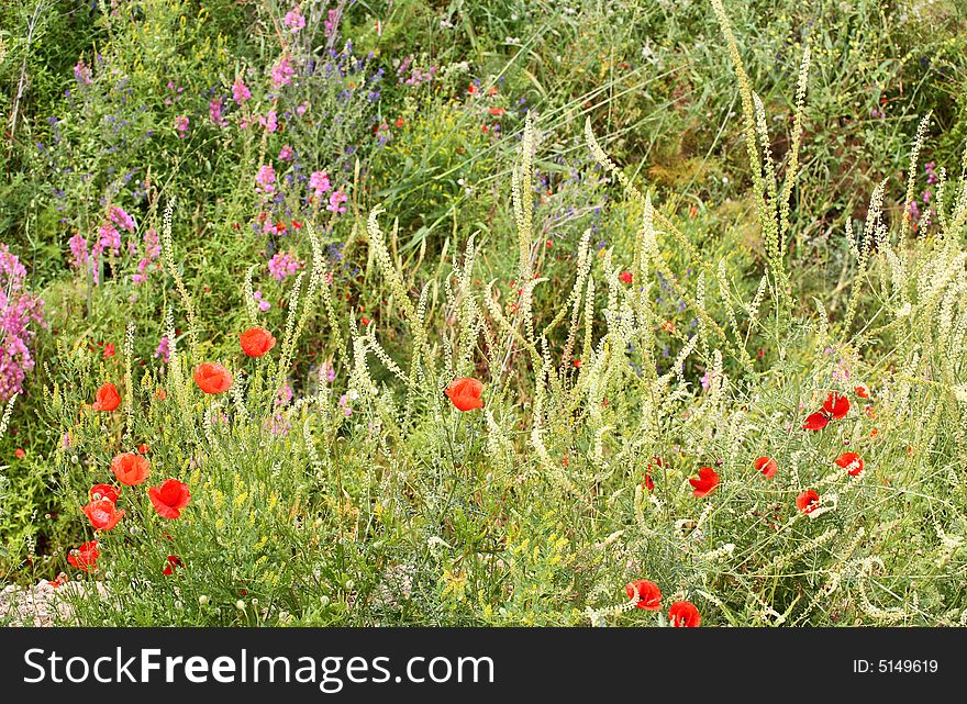 Summer meadow with red poppies and other seasonal flowers