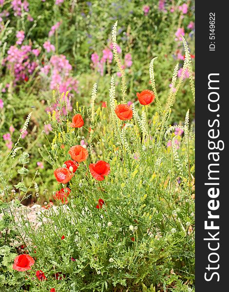Summer meadow with red poppies and other seasonal flowers