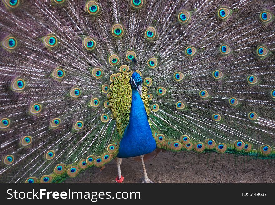 Peacock (Pavo cristatus) in Moscow zoo.