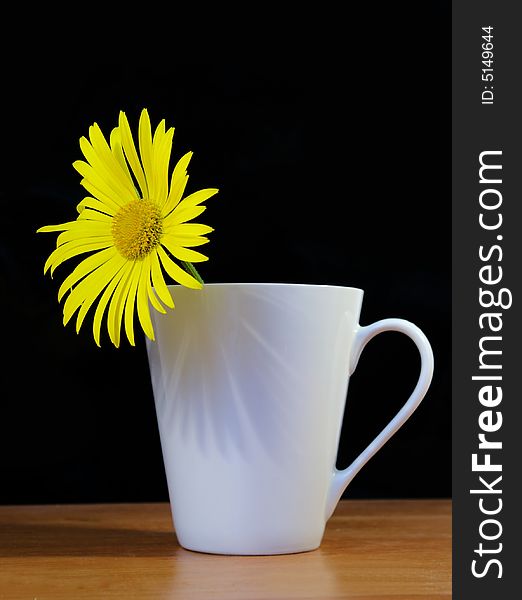 Camomile in a white cup on a black background. Camomile in a white cup on a black background